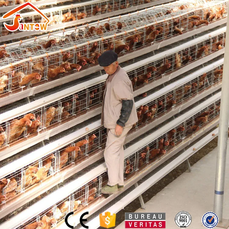 Feeding 5000 chicken 120 birds layer chicken cage type design poultry house