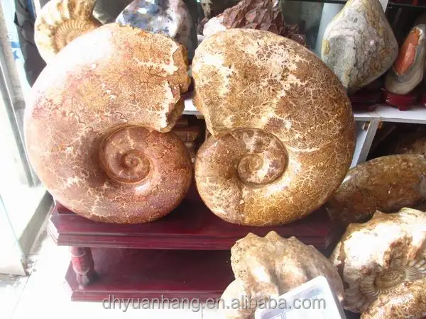 large snail fossils