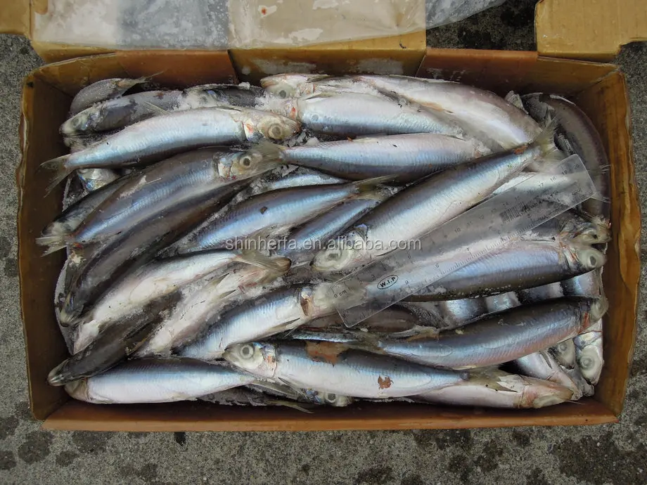
Taiwan Frozen Sardine 90/100 PCS & 100/120 gram 