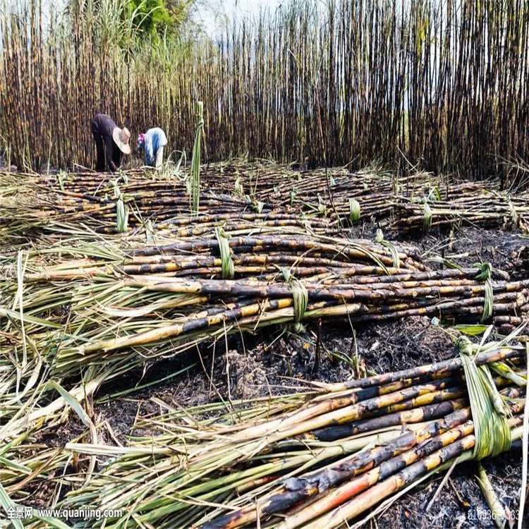  Коммерческий Трактор для уборки сахарного тростника высококачественные наборы машин
