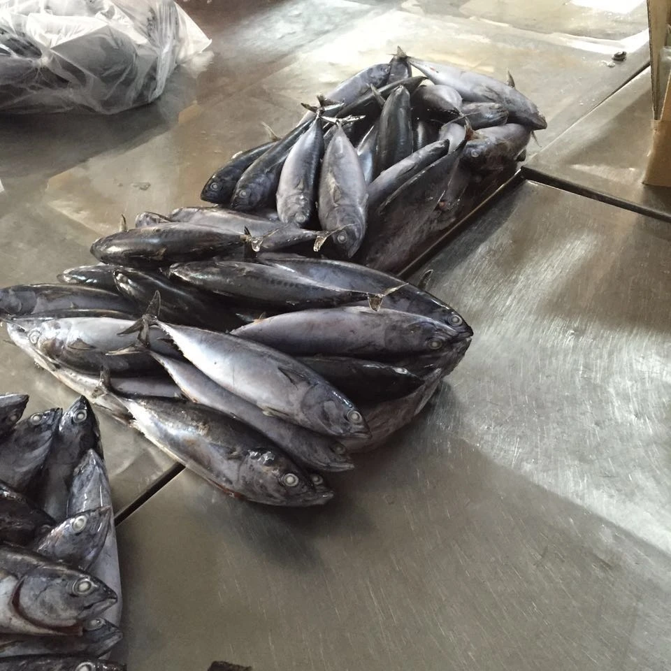 
Wholesale Cheap Frozen Bonito Good Sale Seafood Fish 