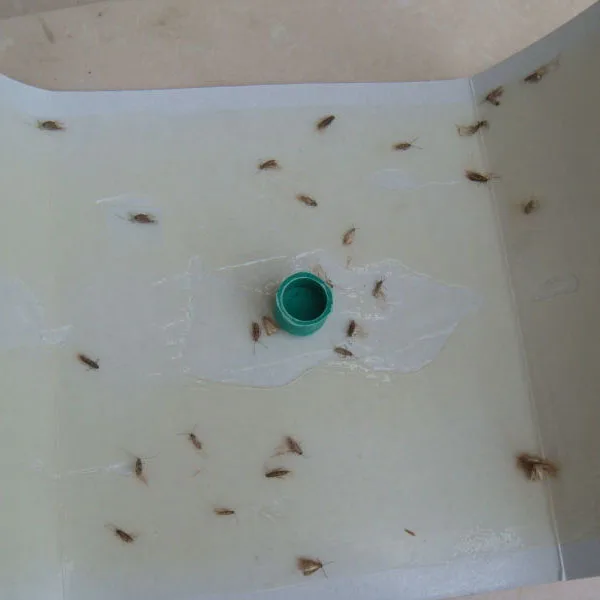 Hot sell clothing moth feromon cathers to control clothes moth pheromone traps