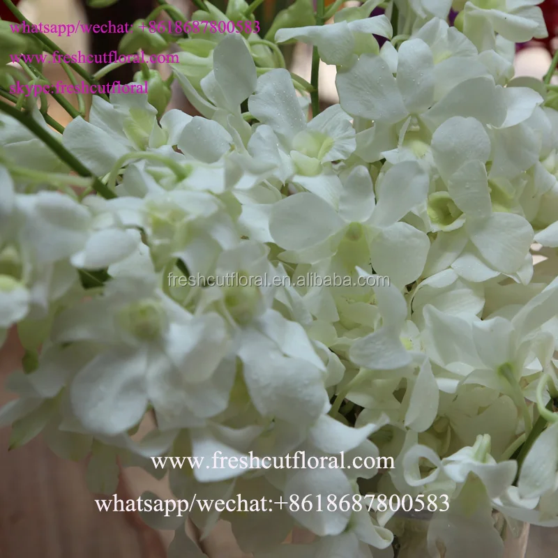 Вы можете купить оптом цветок орхидеи и красивые розы для свадебного букета