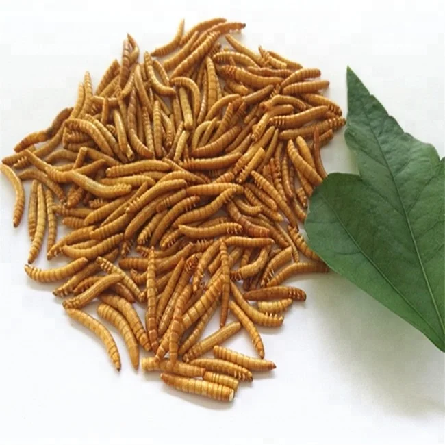 frozen mealworms dried mealworms
