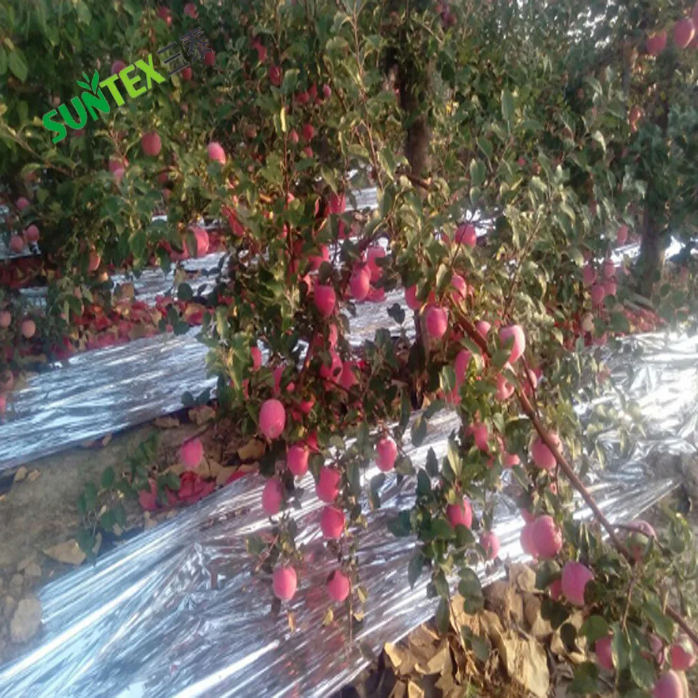 Reflective film colors up the apples by reflecting light from the ground back up to the trees,Eco-Light solar reflective mulch
