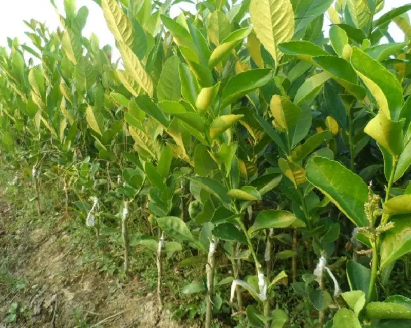 1 кг, новинка, лидер продаж, Семена лимона для посадки