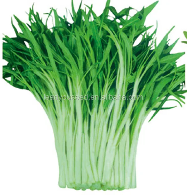 Высококачественные водяные семена шпината для посадки белого стебля MWS02 Xiye