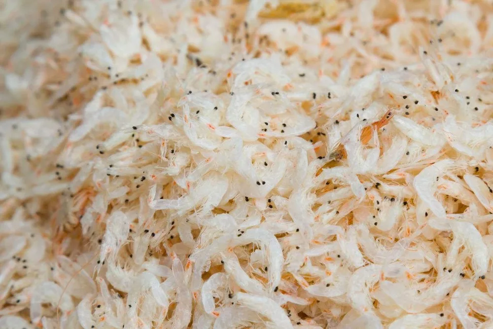 Сушилка для микроволновых конвейеров типа Дегидратор для раковины креветок