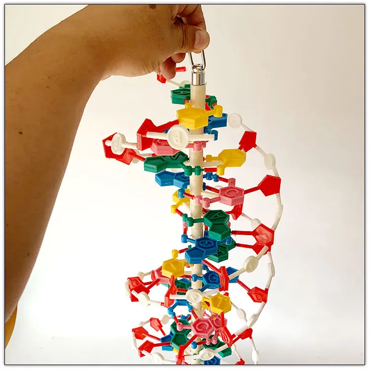 DNA molecule structure model / Biological anatomical model