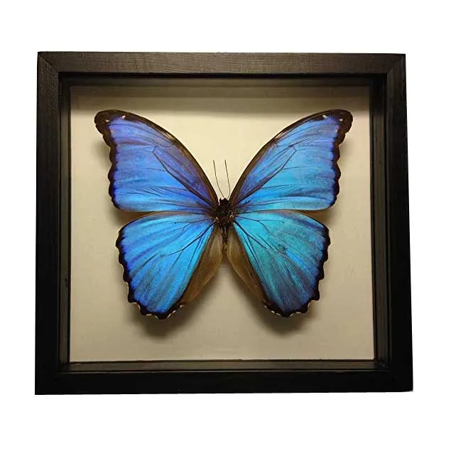 Deep Shadow Box Frame Dried Butterfly Wall Mounted Home Decor Wholesale Butterfly Shadow Box Frame 8*8 Butterfly Frame