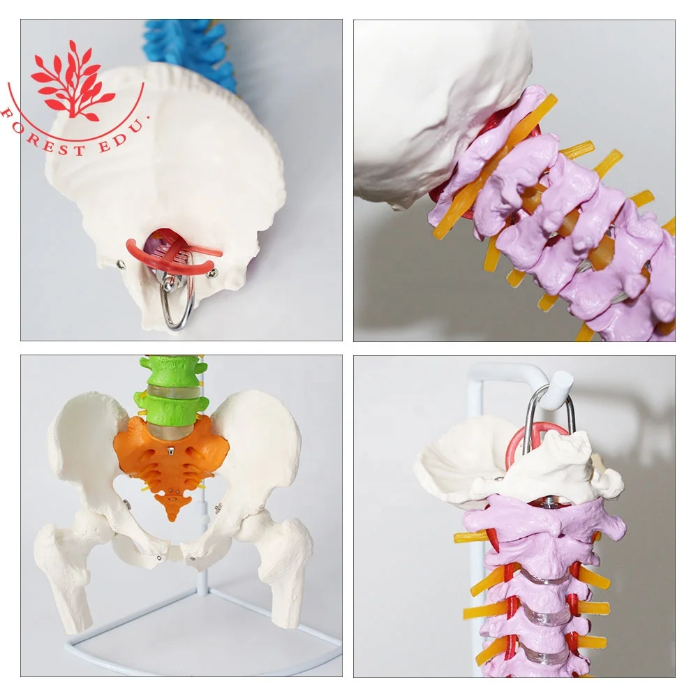 Lumbar Spine Model Life Size Cervical Spine Thoracic Lumbar Sacrum Color Coded Flexible Whole Spine Bone