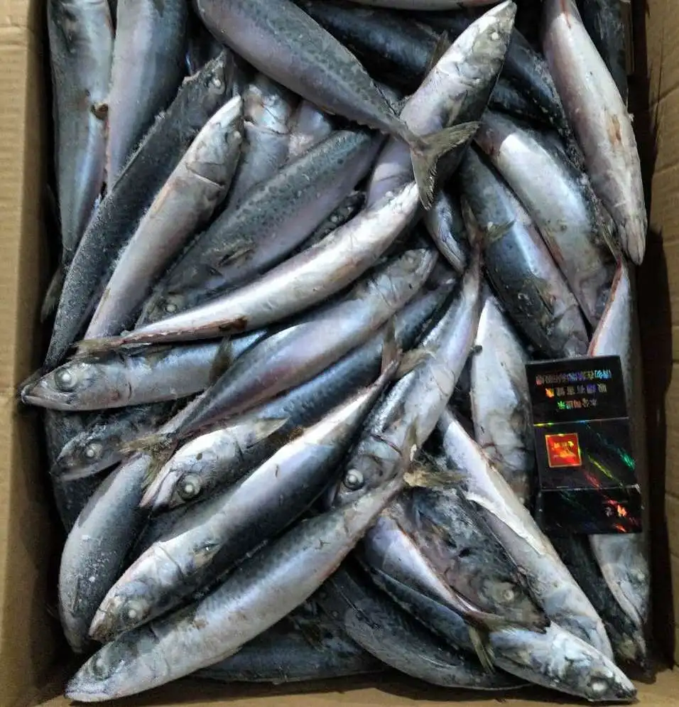 
2018 Frozen pacific Mackerel 6-8pcs/kg for market hot sale 