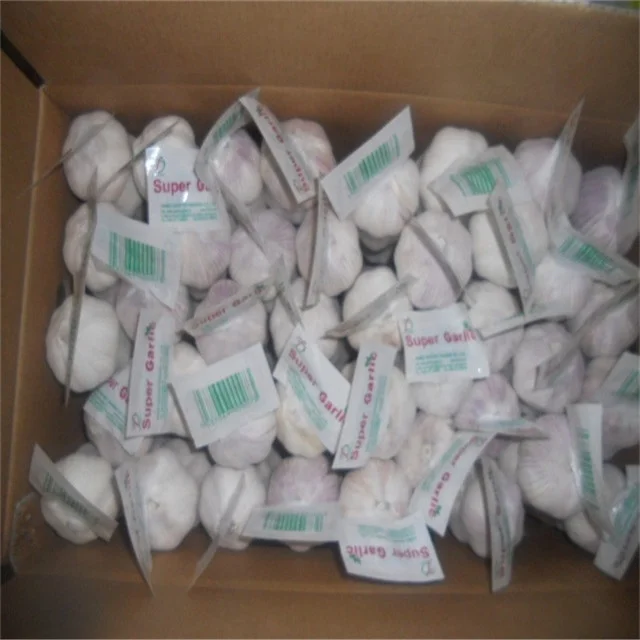 
Knoblauch knoflook czosnek Ail Aglio to fresh garlic importers China 