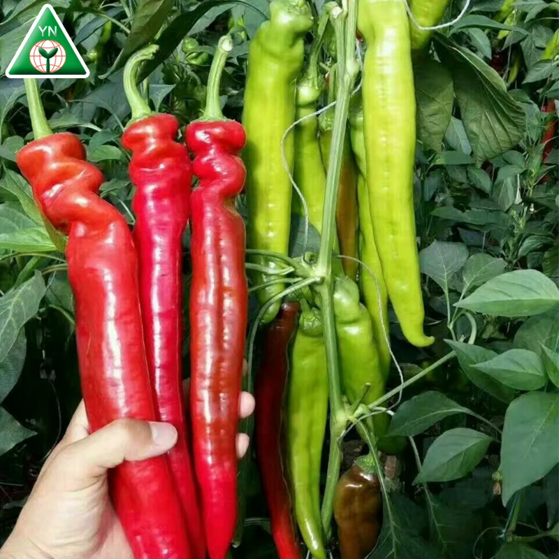 
ZHENGDA 128 F1 Best Quality Red Hot Chili From China To Worldqwide 