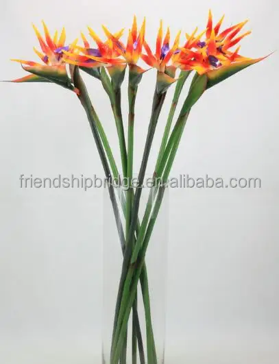 Bird of Paradise Flowers