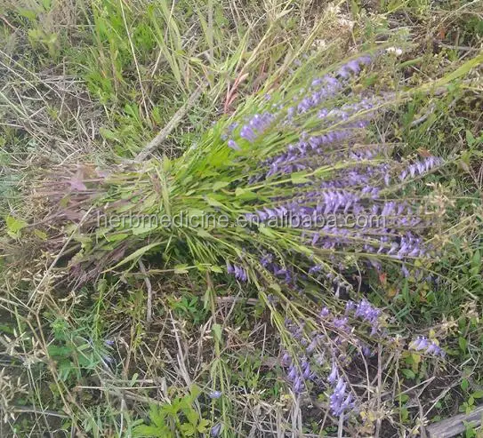 Продажа оптом сушеных натуральных диких порезов Scutellaria barbata Ban zhi lian