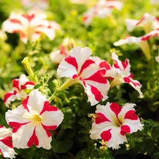 
High disease resistant hybrid f1 petunia seed flower seeds for planting 