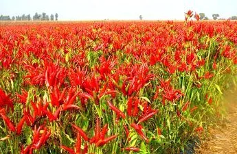 Созвездия Асахи перца для взрослых SUMMER F1