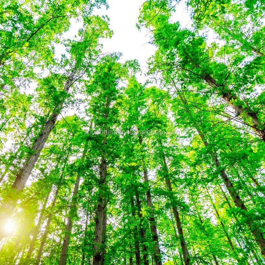 
 2021, семена всех деревьев, семена sequoia redwood для продажи  