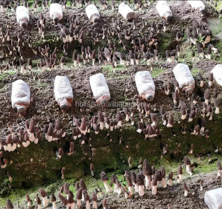 
new season morel mushroom 