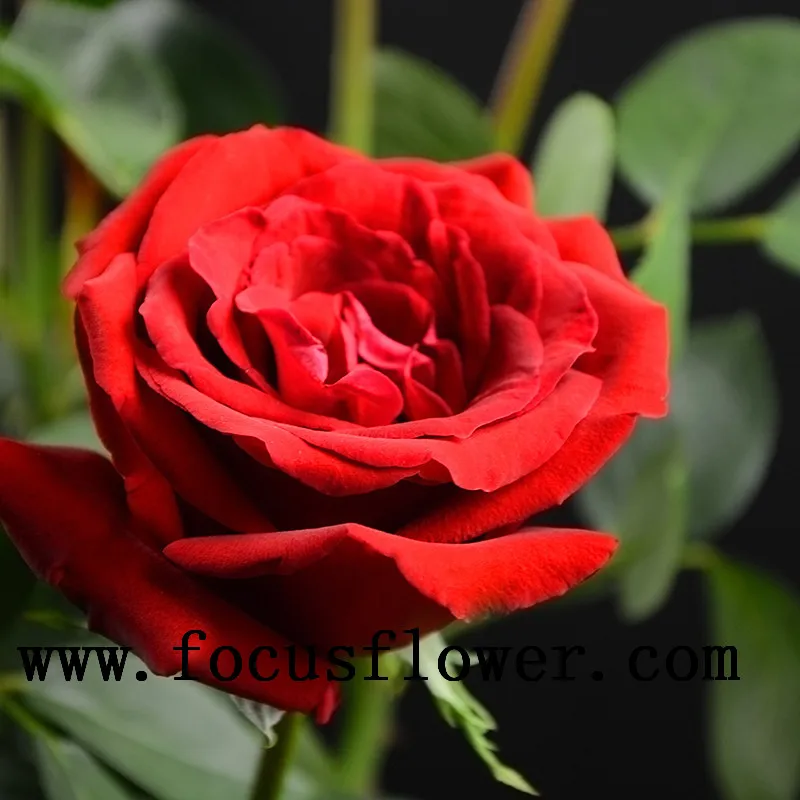 high-level wholesale high quality fresh cut rose flower ecuador carola rose from rolane/china wholesale fresh cut flowers