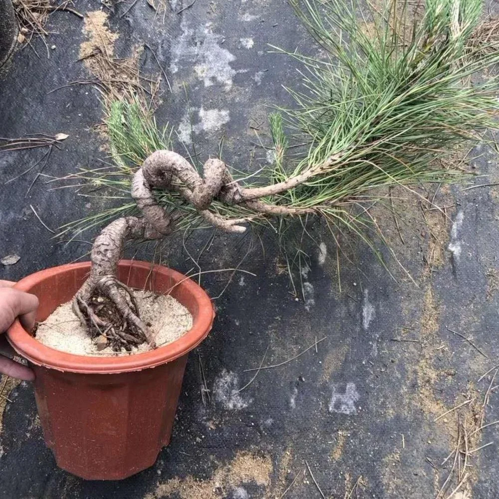 Fujian Natural bonsai Black Pine Ornamental Plants Indoor Products