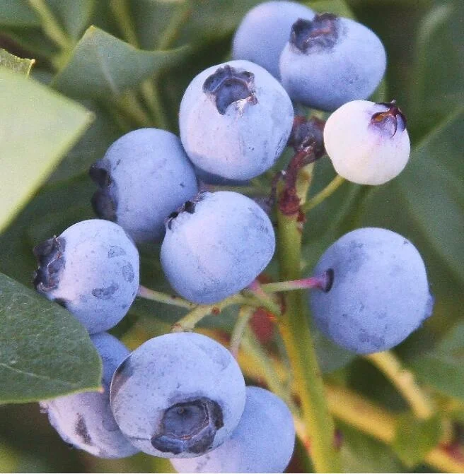 Настоящие растения горячая Распродажа рассады фрукты всесезонные саженцы для культивирования тканей черники