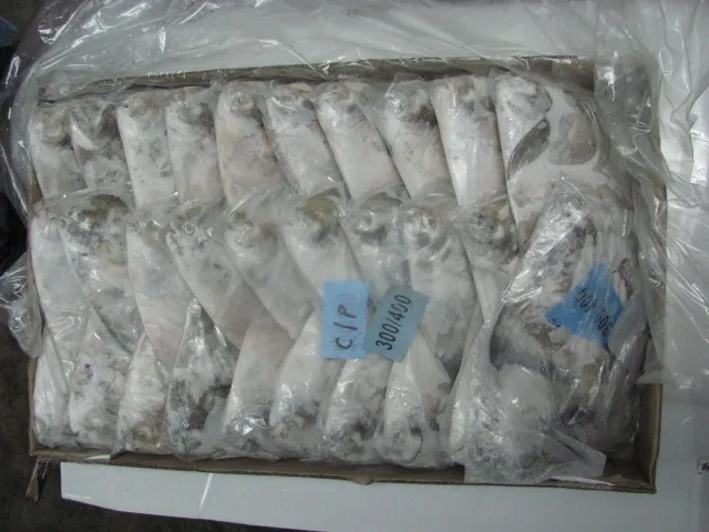 TOP SALE FROZEN CHINESE POMFRET IQF BULK QUANTITY AT CUSTOMIZED SPECIFICATION FISH SUPPLIER FROM INDIA
