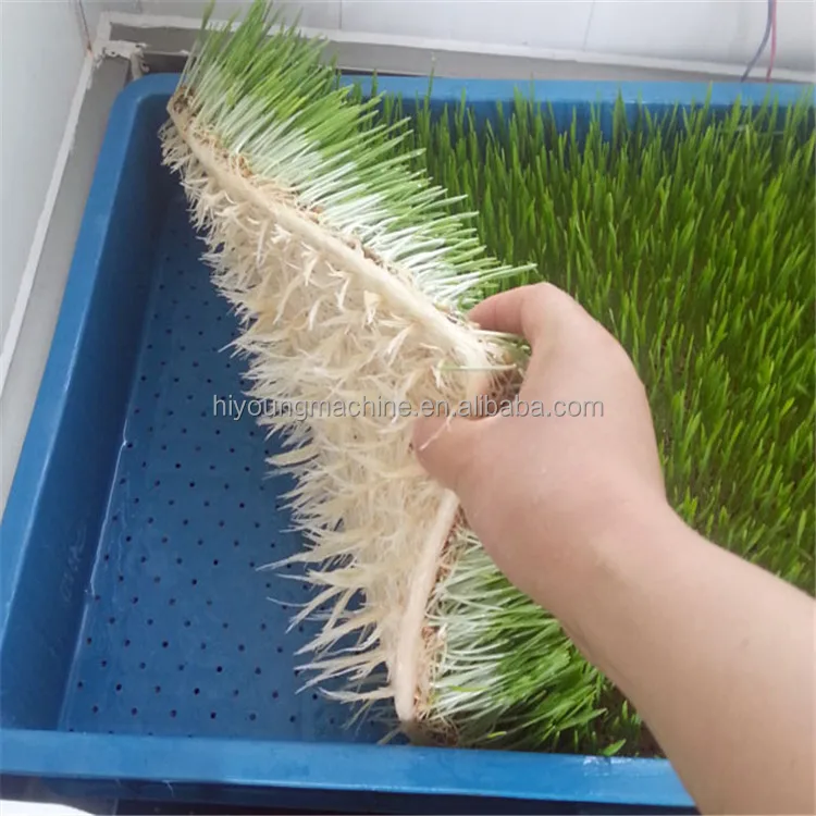 barley sprouting machine garlic sprouting machine soybean sprouting machines