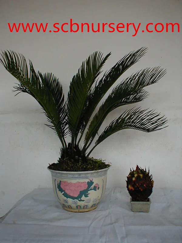 
Цикас бонсай питомник 