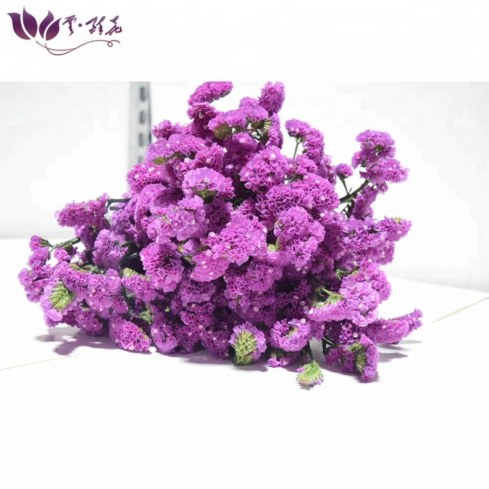 
Export colorful fresh myosotis cut flowers for holiday party 