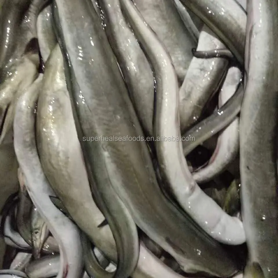 Новинка, рыба в виде замороженного конгера, щуки, угоря, 300-400 г