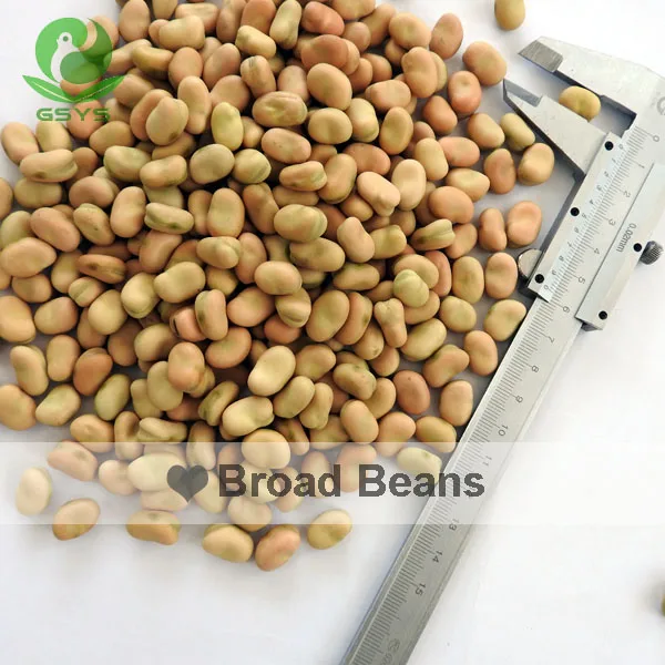 
broad health broad beans dried broad beans 