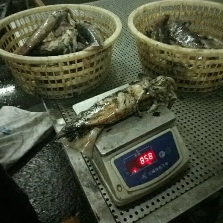 Hot Sale Frozen North Pacific Squid Neon Flying Squid For Processing Or Bait