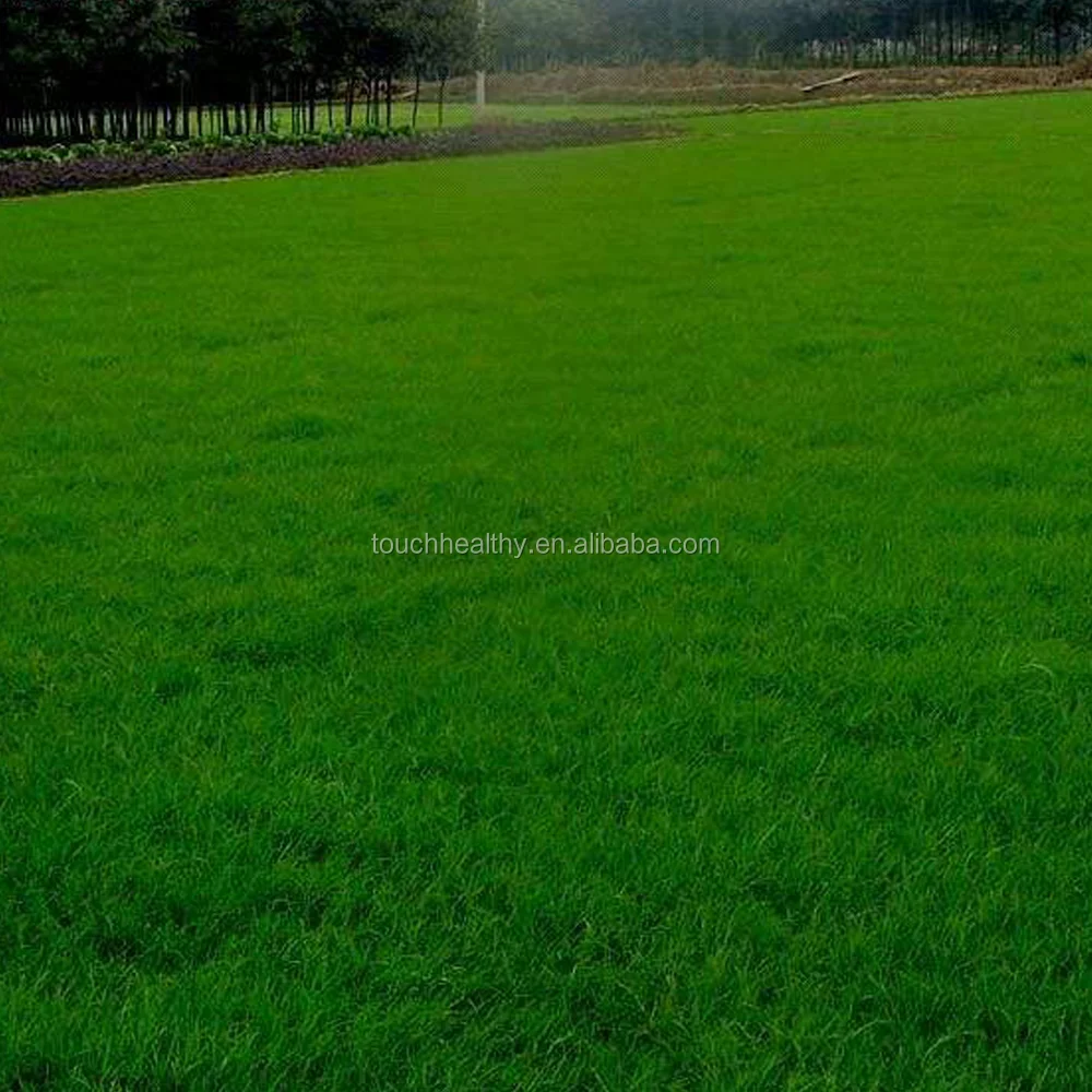 2021 Touchhealthy Supply Hard Fescue seeds for planting