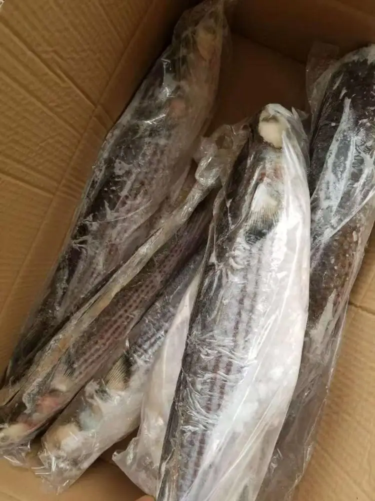 
Frozen Grey Mullet fish IQF 800-1000g 