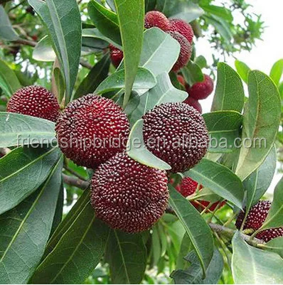 
Nursery plant waxberry tree seedling 