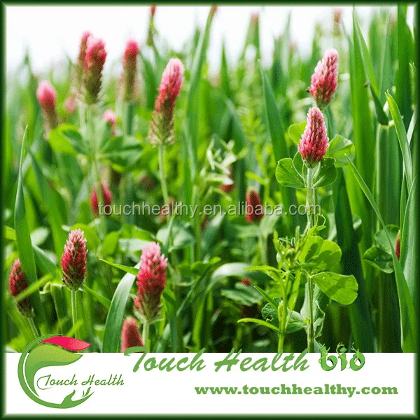 2021 Red Clover seeds/ T.prate nse Linn seeds/forage grass seeds