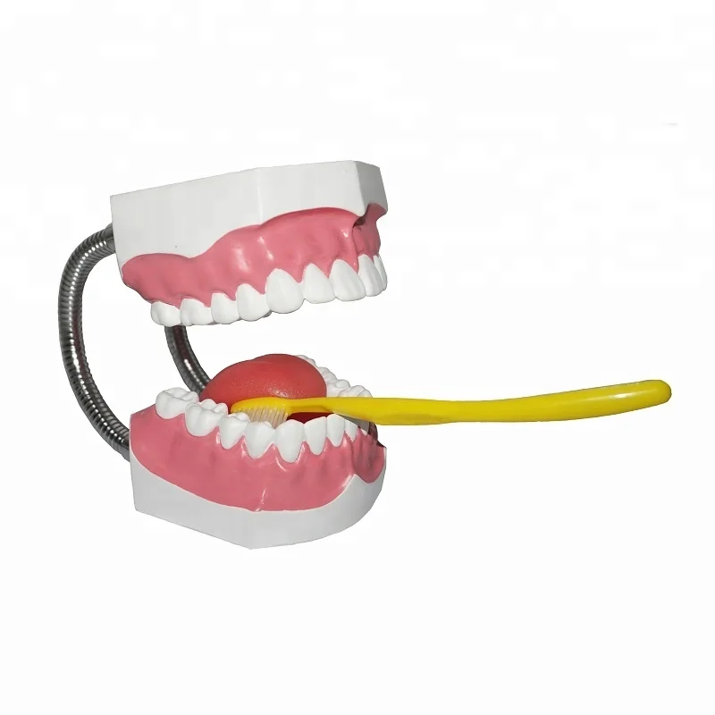Real Dentition Model Plastic Dental Teeth Models