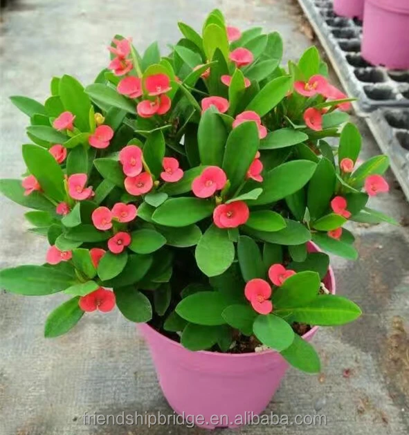 Молочай мили Христос шип бонсай растения