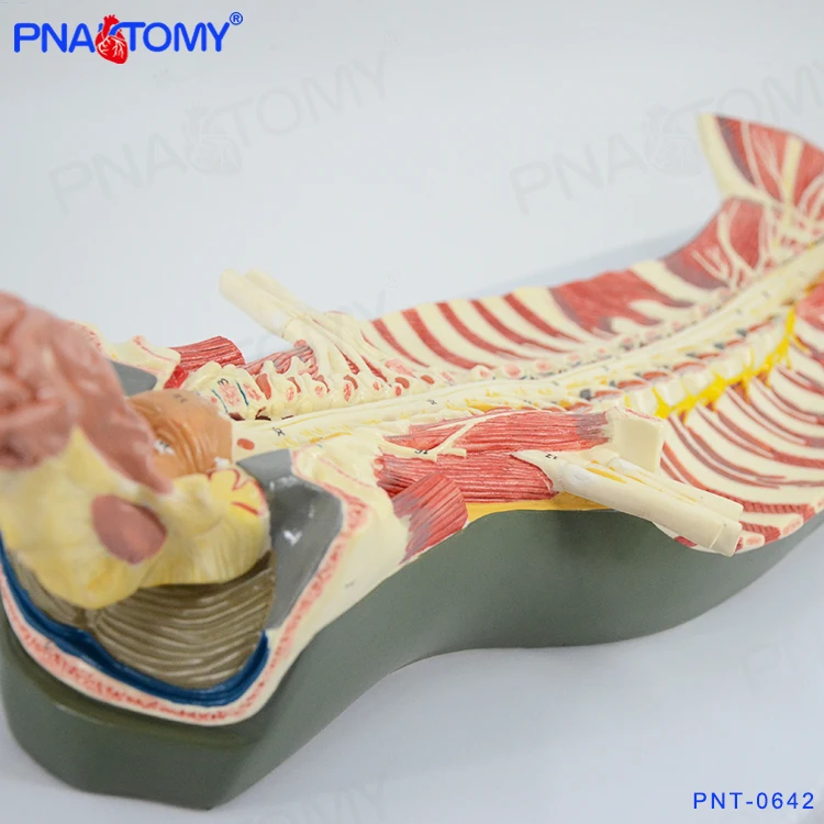 Spinal Cord in the Spinal Canal Model Brain Nerves Cerebral Nerves Anatomical Model Educational Equipment Medical Sciences