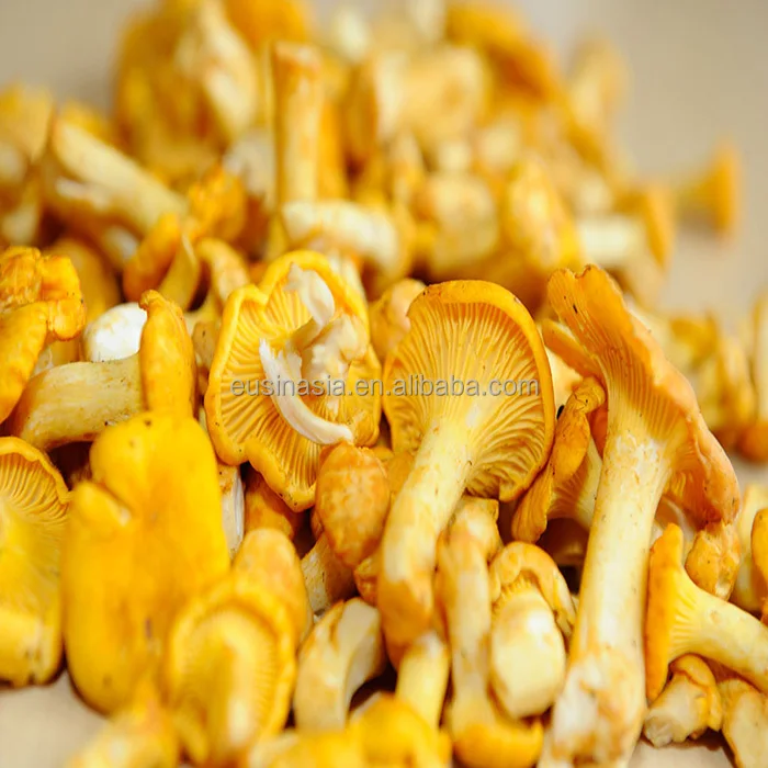 
Wild dried mushroom chanterelle with wholesale prices 