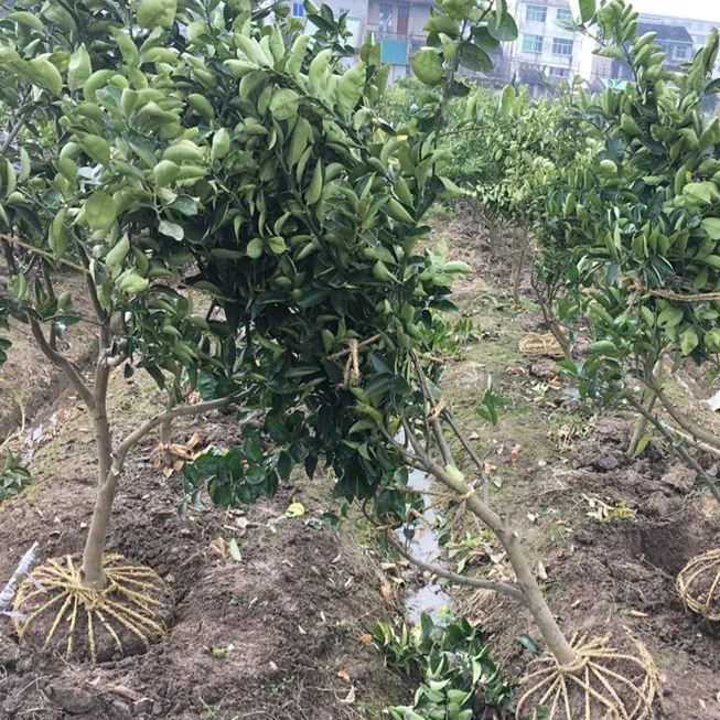 
red orange Blood orange tree Sweet Blood Navel Orange Trees 