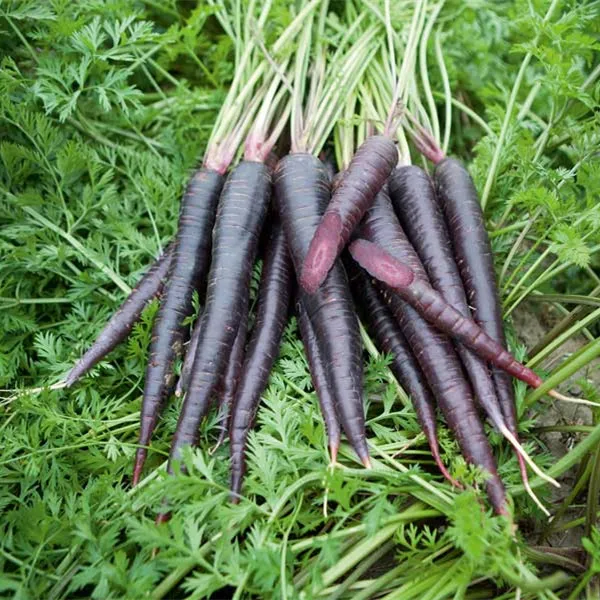 Лидер продаж 2021, семена гибридных овощей, семена черной моркови для выращивания