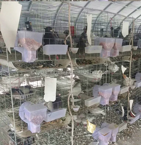 chicken cage quail cage design pigeon coops pigeon breeding cage for sale