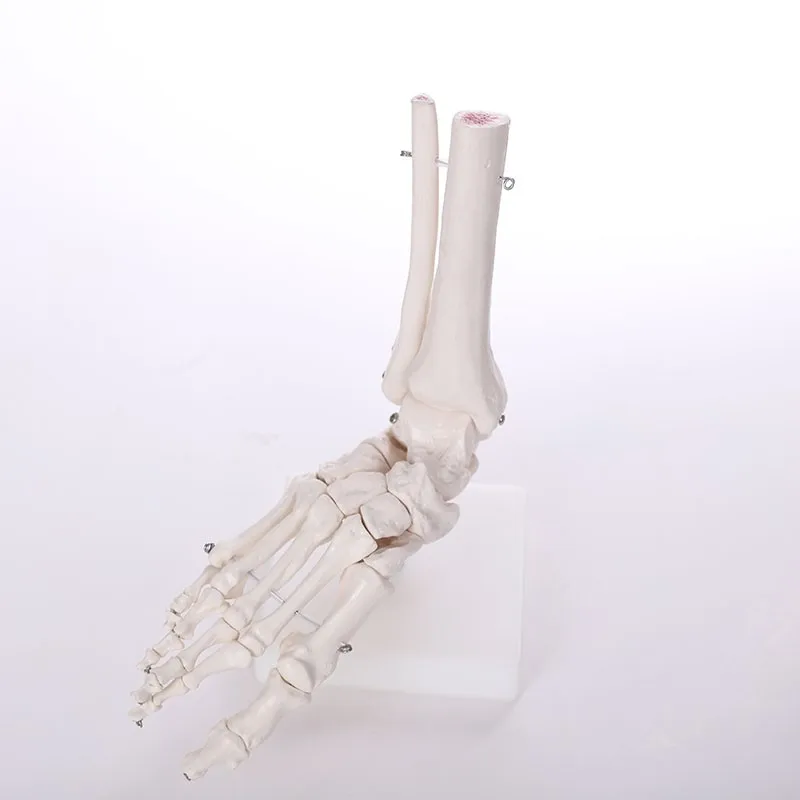 ADA-A1027 life-size human anatomy foot simulation skeleton model