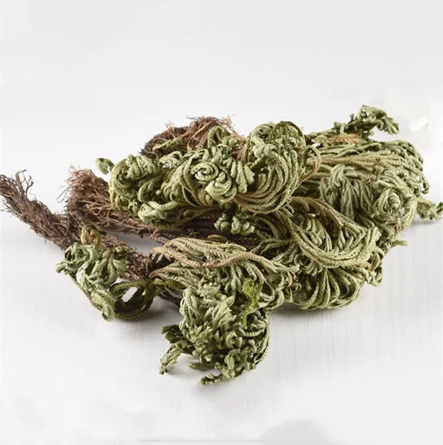 
Juan bai Activating blood to promote menstruation herb medicine dried selaginella spikemosses/whorlleaf stonecrop 