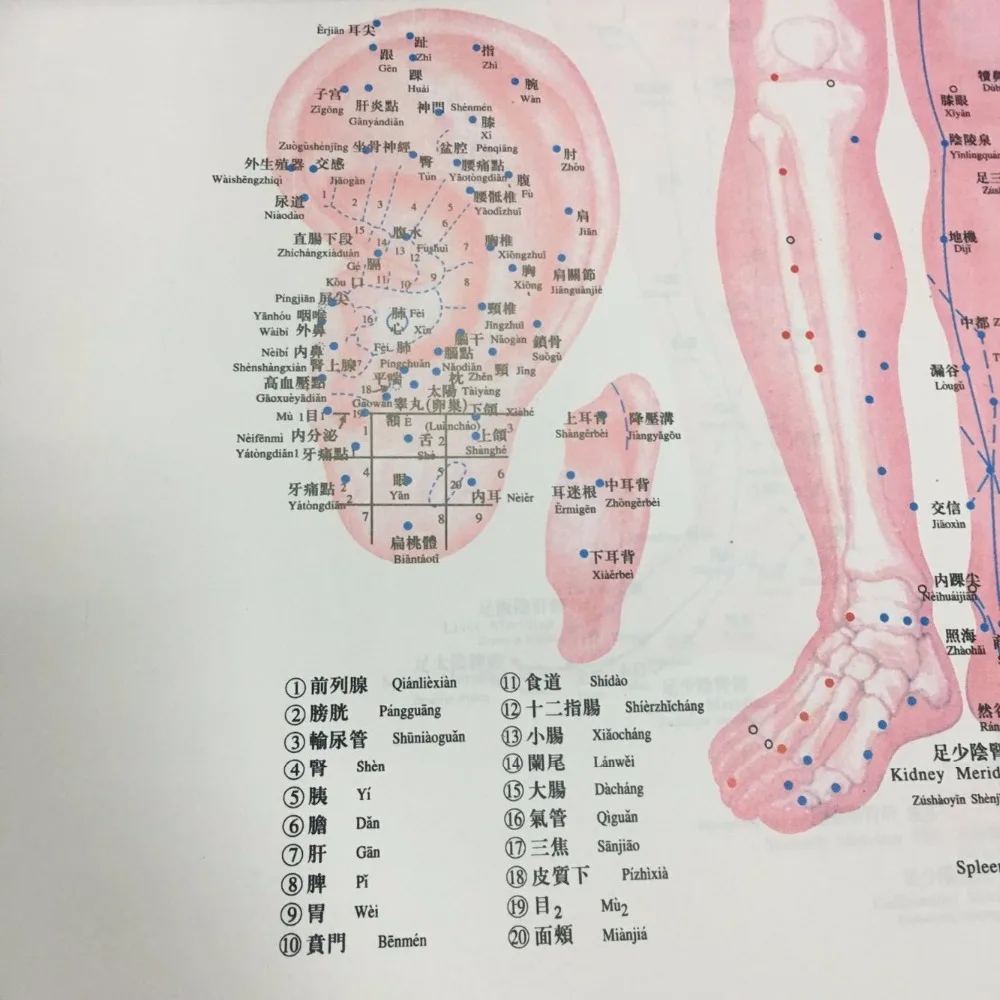 Chinese medical Acupuncture Charts points (Front, side, reverse side)