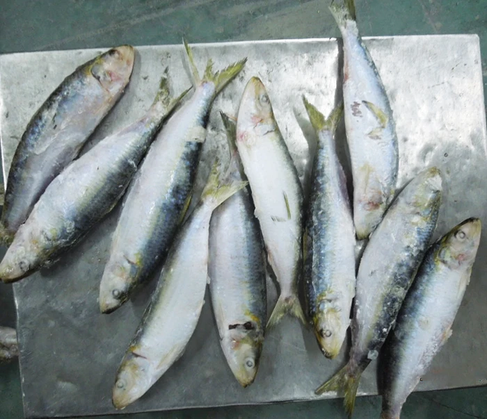 W/R Best Fresh Frozen Canned Sardine 80-120g price per kg