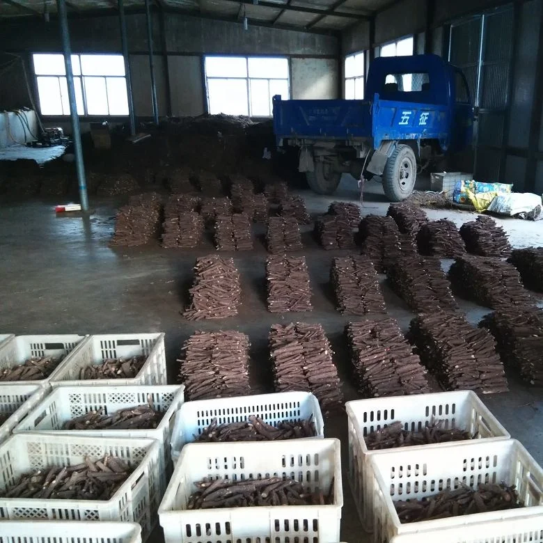 
new fresh super resistant fast grow paulownia cut hybrid root for growing 